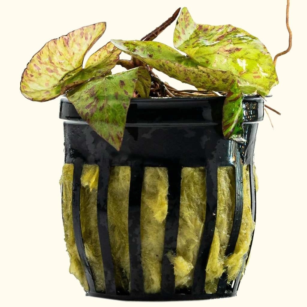 Live Tiger Lotus Aquatic Plant Bulb