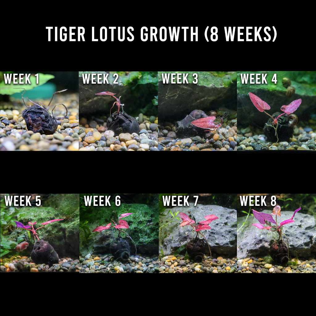 Live Tiger Lotus Aquatic Plant Bulb