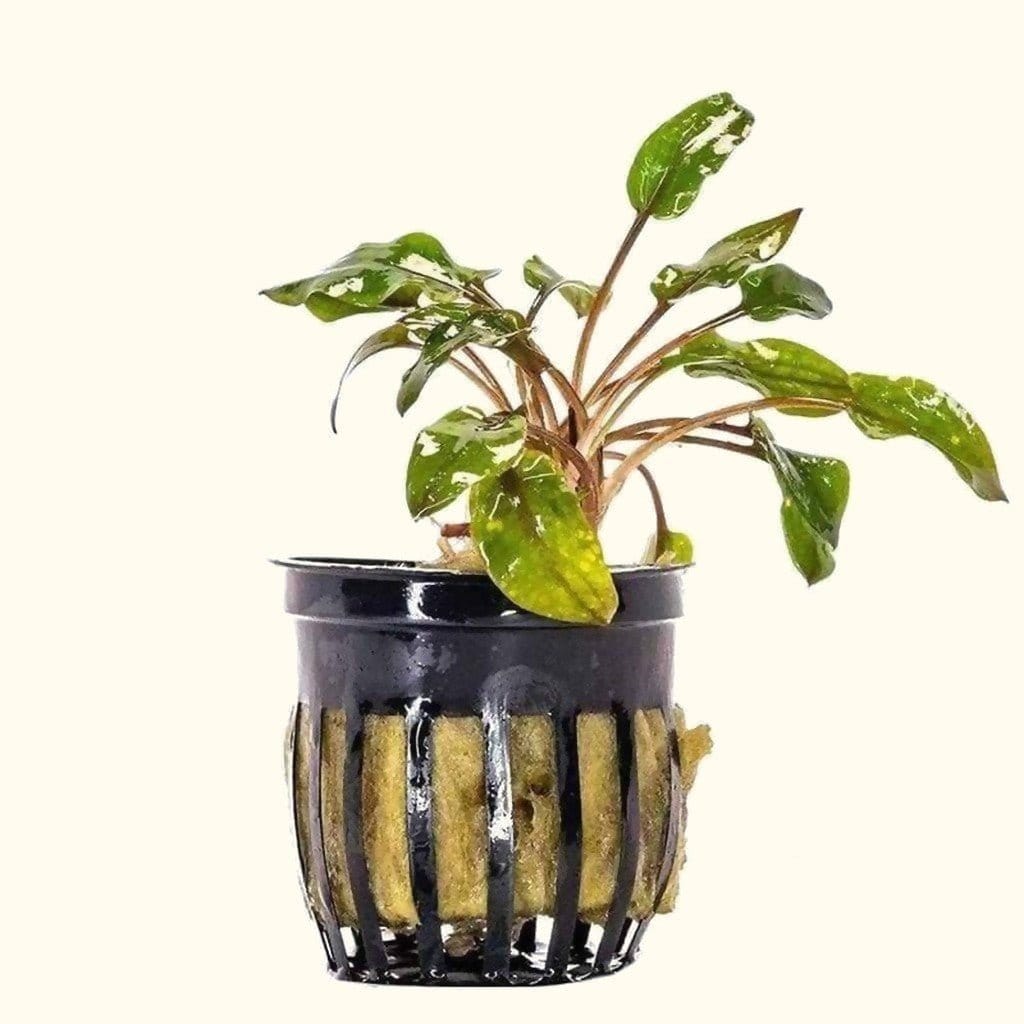Red Cryptocoryne Wendtii Aquarium Plant